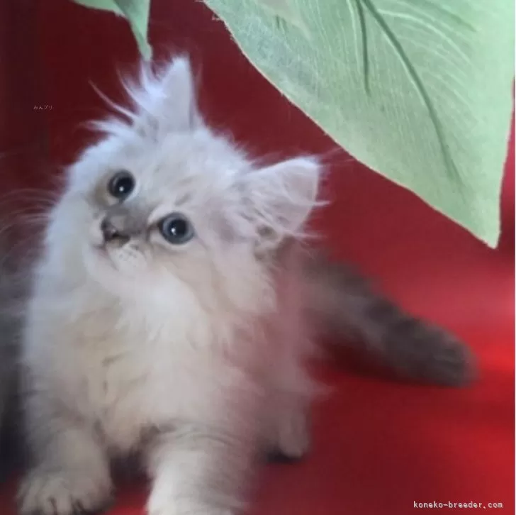 ID:2503-00619の子猫