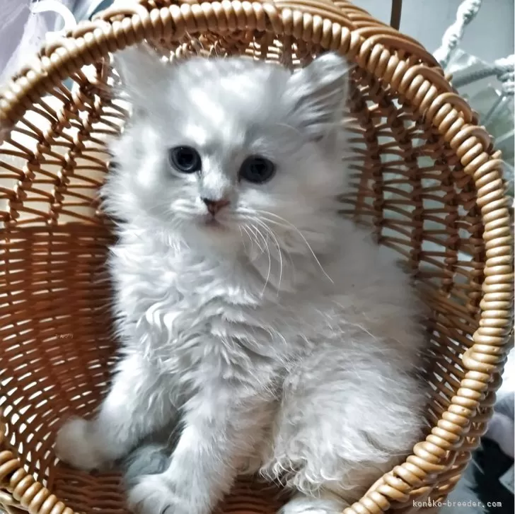 ID：2505-02964の子猫