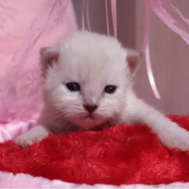 サイベリアン【千葉県・女の子・2026年1月21日・ブルーリンクスポイント】の写真1「お鼻が黒ぽいです。兄妹おすより薄い色です。」