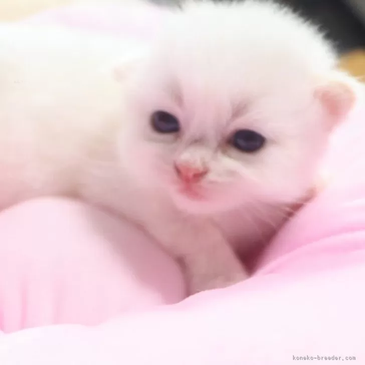サイベリアン【千葉県・男の子・2025年7月30日・レッドリンクスポイント】の写真1「両親遺伝子異常なし。」
