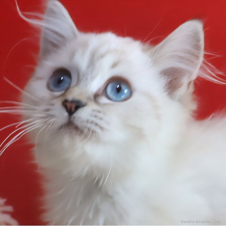 ブリーダー画像