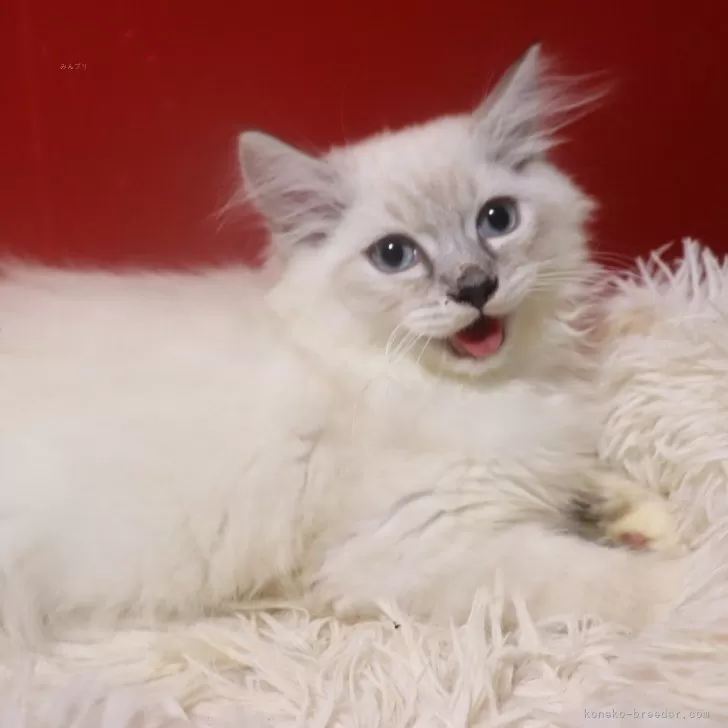 サイベリアン【千葉県・男の子・2025年7月30日・ブルーリンクスポイント】の写真1「犬みたく可愛い💕」