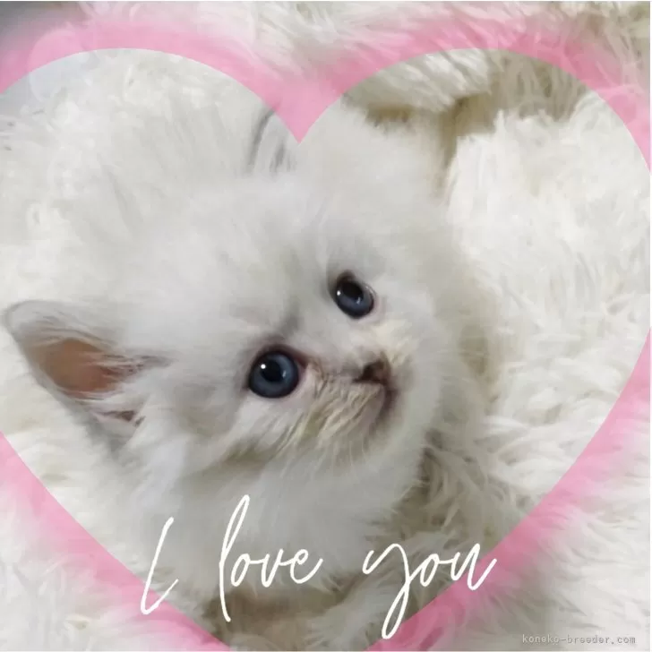 ID：2504-01969の子猫