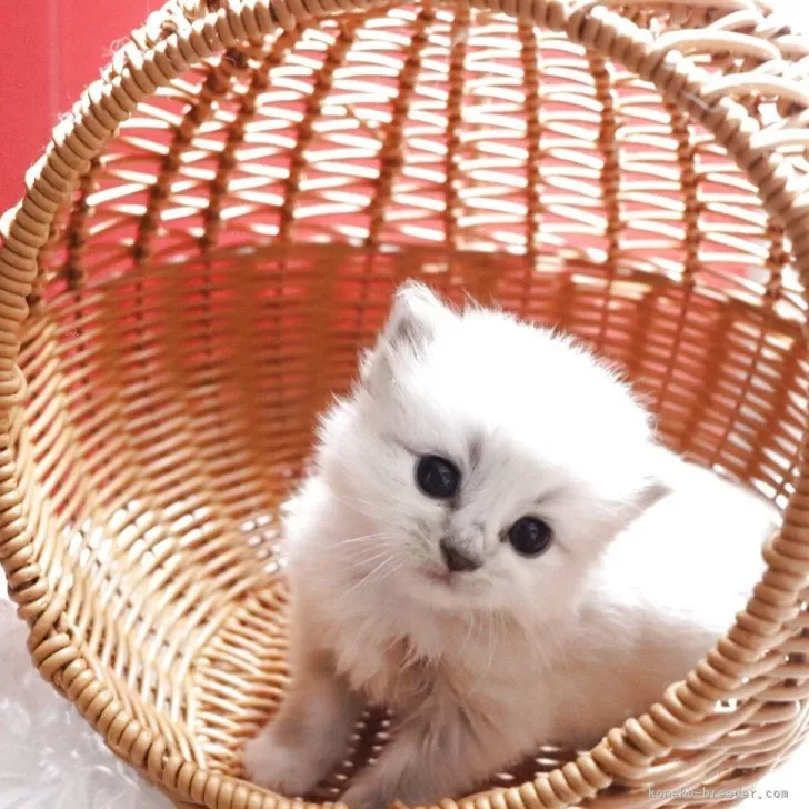 フクちゃんパパ 様のお迎えした子猫