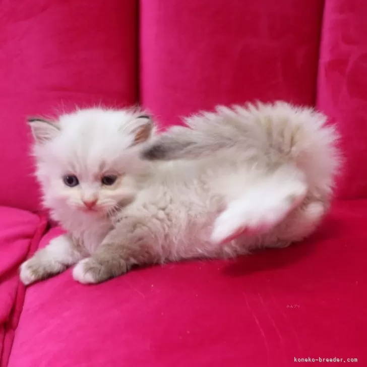 ID：2505-00305の子猫