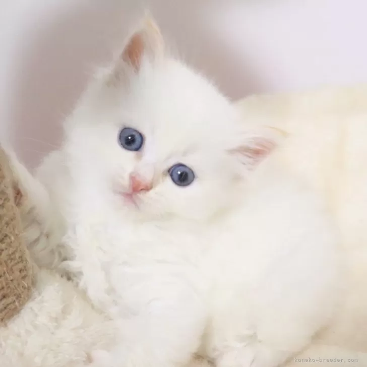 ID:2508-01488の子猫