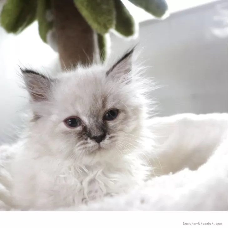 ID：2503-02739の子猫