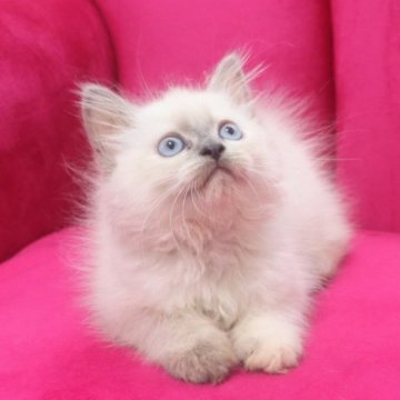 サイベリアン【千葉県・女の子・2025年5月2日・ブルーポイントタビー（ネヴァマスカレード）】の写真「甘えん坊で可愛い抱っこ好きにはたまらない猫さん💕」