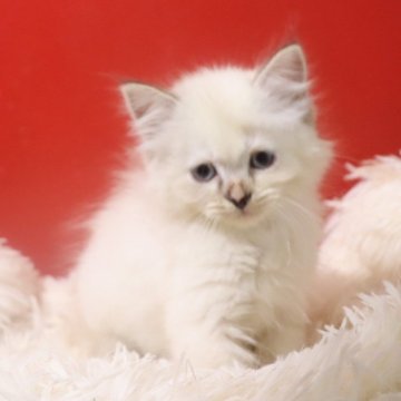 サイベリアン【千葉県・女の子・2025年9月3日・ブルーリンクスポイント（ネヴァマスカレード）】の写真「日本で初めてサイベリアン添い寝猫の販売をしています」