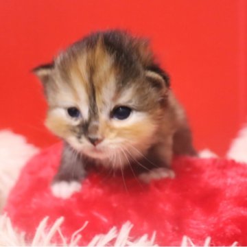 サイベリアン【千葉県・女の子・2025年12月27日・トーティー&ホワイト】の写真「珍しい色です。足先が白くてかわいいです😁」