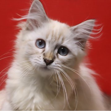 サイベリアン【千葉県・女の子・2025年8月18日・ブルーリンクスポイント（ネヴァマスカレード）】の写真「瞳が綺麗なネヴァマスカレードのめす。」