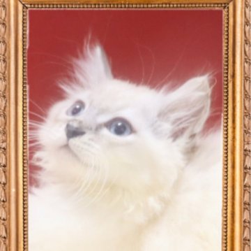 サイベリアン【千葉県・男の子・2025年7月30日・ブルーリンクスポイント（ネヴァマスカレード）】の写真「モフモフの薄いブルーリンクスポイント。」