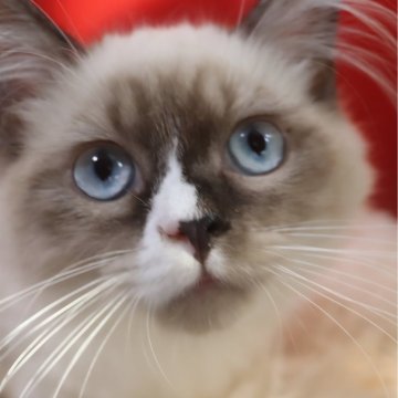 サイベリアン【千葉県・男の子・2025年7月30日・ブルーポイント（ネヴァマスカレード）】の写真「すぐにちょっかい、かまってもらいたい猫ちゃんです。」