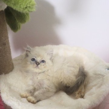 サイベリアン【千葉県・男の子・2025年5月14日・ブルーリンクスポイント（ネヴァマスカレード）】の写真「小柄です。添い寝・手の平、お腹で寝る超甘えん坊。」