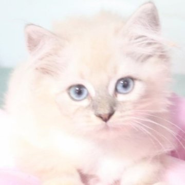 サイベリアン【千葉県・男の子・2025年5月14日・ブルーリンクスポイント（ネヴァマスカレード）】の写真「添い寝できる猫。小柄な体形ですがよく食べます。」