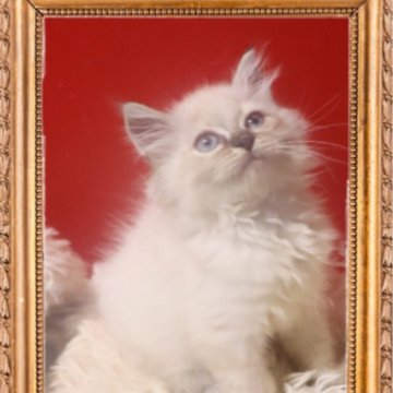 サイベリアン【千葉県・男の子・2025年9月3日・ブルーリンクスポイント（ネヴァマスカレード）】の写真「両親に猫コロナウイルス抗原検査実施▶️陰性です」