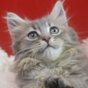 サイベリアン【千葉県・男の子・2025年8月18日・ブルータビー】の写真「わんぱくなのに甘えん坊で添い寝できます。」