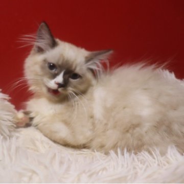 サイベリアン【千葉県・男の子・2025年7月30日・ブルーポイントタビー（ネヴァマスカレード）】の写真「成長するとゴージャスな顔になりますよ😁」