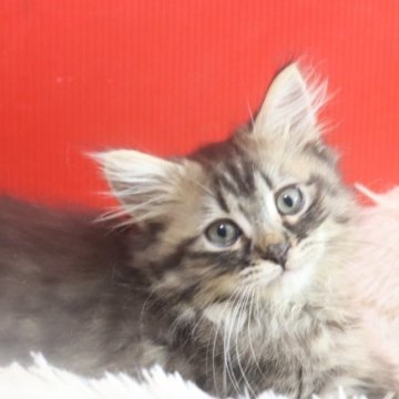 サイベリアン【千葉県・男の子・2025年8月18日・ブラウンタビー】の写真「別格の甘えん坊。手の平抱っこでねちゃいます😁」