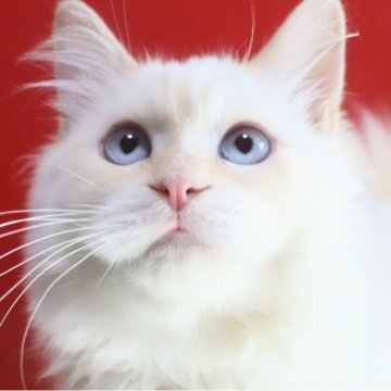 サイベリアン【千葉県・男の子・2025年5月16日・レッドリンクスポイント（ネヴァマスカレード）】の写真「🏅血統書に赤くチャンピオン4名😁抱っこ好き💕」