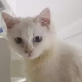 サイベリアン
