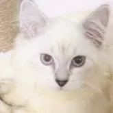 サイベリアン