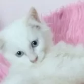 サイベリアン