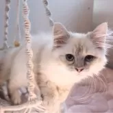 サイベリアン【千葉県・女の子・2024年12月15日・ブルーリンクスポイント】の写真1「可愛いネヴァマスカレード。一緒に寝ますよ💕」