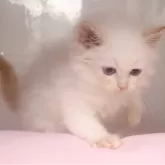 サイベリアン