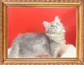 サイベリアン【千葉県・男の子・2025年8月18日・ブルータビー】の写真2「この色は成長していくとどんどんゴージャスになりカッコイイです。」