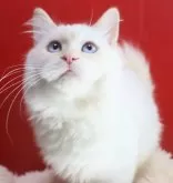 サイベリアン【千葉県・男の子・2025年5月16日・レッドリンクスポイント】の写真2「甘えん坊です。抱っこ大好き。」