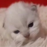 サイベリアン【千葉県・女の子・2025年12月1日・ブルーリンクスポイント】の写真2「かわいいお顔してます。」