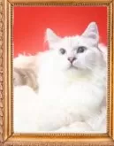 サイベリアン【千葉県・男の子・2025年5月16日・ブルーリンクスポイント】の写真2「甘えん坊君」