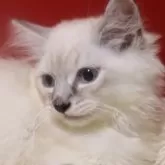 サイベリアン【千葉県・男の子・2025年7月30日・ブルーリンクスポイント】の写真3「瞳はブルー」