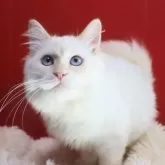 サイベリアン【千葉県・男の子・2025年5月16日・レッドリンクスポイント】の写真3「体格がっしり。」