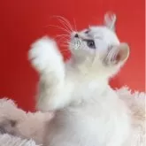 サイベリアン【千葉県・女の子・2025年7月30日・ブルーリンクスポイント】の写真4「日本ではじめて添い寝猫の販売してますブリーダーです。」