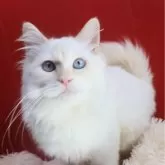 サイベリアン【千葉県・男の子・2025年5月16日・レッドリンクスポイント】の写真4「かわいい鳴き声します。」