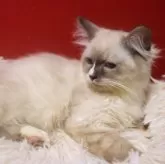 サイベリアン【千葉県・男の子・2025年7月30日・ブルーポイントタビー】の写真5「カッコイイ💕」