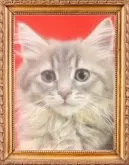 サイベリアン【千葉県・男の子・2025年8月18日・ブルータビー】の写真5「ブルーに茶が少しはいってます。」