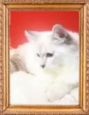 サイベリアン【千葉県・男の子・2025年5月16日・ブルーリンクスポイント】の写真5「日本で初めてサイベリアンの添い寝猫販売しているブリーダーです。」