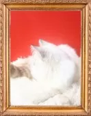 サイベリアン【千葉県・男の子・2025年5月16日・ブルーリンクスポイント】の写真6「ロシア出身家系」