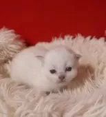 サイベリアン【千葉県・女の子・2025年12月1日・ブルーリンクスポイント】の写真6「まだまだ小さい」