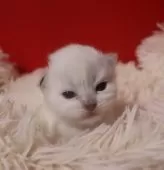 サイベリアン【千葉県・女の子・2025年12月1日・ブルーリンクスポイント】の写真8「めすは3匹います。」