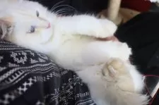 サイベリアン【千葉県・男の子・2025年5月16日・レッドリンクスポイント】の写真8「テレビ見ながらおとなしく抱っこしてます。」