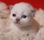 サイベリアン【千葉県・女の子・2025年12月1日・ブルーリンクスポイント】の写真8「K9フード使用予定毛並み他の猫と違って良い。」