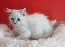 サイベリアン【千葉県・女の子・2025年7月30日・ブルーリンクスポイント】の写真9「最上級な猫をお安く人慣れして販売してます。」