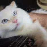 サイベリアン【千葉県・男の子・2025年5月16日・レッドリンクスポイント】の写真9「抱っこでリラックス中。」