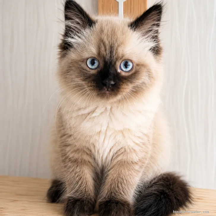 家康 様のお迎えした子猫