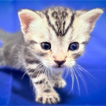 アメリカンショートヘア【愛知県・男の子・2026年2月3日・シルバータビー】の写真「堅実に、慎重に？可愛い末っ子ボーイ⭐︎」