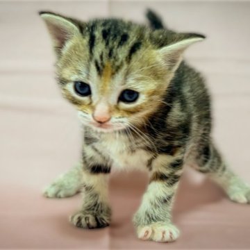 アメリカンショートヘア【愛知県・女の子・2026年2月3日・ブラウンパッチドタビー】の写真「気づいたら隣にいる！？控えめな甘えん坊ガール♡」